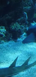 Shark swimming in vibrant blue ocean scenery with coral.