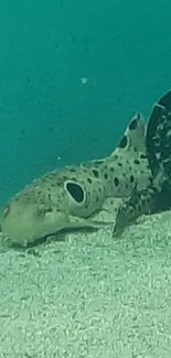 Sharks resting underwater with pipeline in mobile wallpaper.