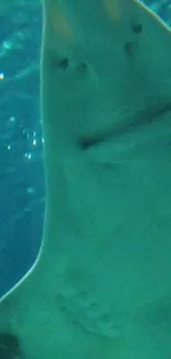 Close-up of a shark swimming underwater in a serene blue ocean.