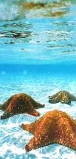 Three starfish at the bottom of a clear blue ocean.