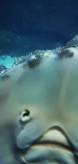 A close-up of a stingray underwater, surrounded by dark blue waters.