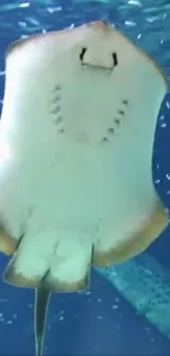 Close view of a stingray swimming underwater with bubbles.