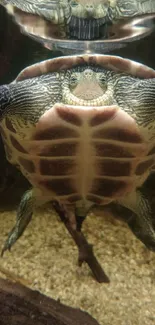 Turtle underwater with reflection in a tranquil and sandy environment.