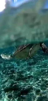 Turtle gracefully swimming underwater in clear blue sea.