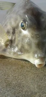 Close-up of a fish on sandy beach with unique features.