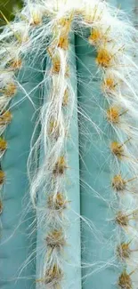 Close-up of a fuzzy pale blue cactus.