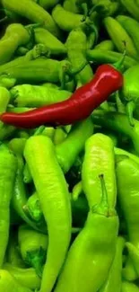 Red chili pepper among green peppers, showcasing vibrant colors.