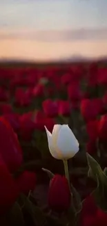 White tulip in a field of red flowers at sunset.