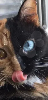 Unique cat with two-toned fur and heterochromatic eyes for wallpaper.