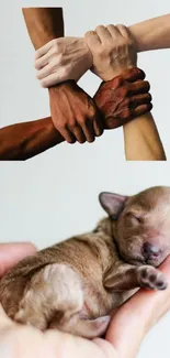 Diverse hands together and a tiny puppy sleeping in hands, symbolizing unity.