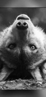 Upside-down wolf in black and white wallpaper.