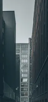 Serene urban alley view between towering buildings.