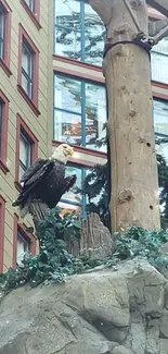 Eagle perched on rocks in a city building atrium.