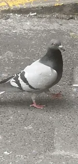 Pigeon walking on a grey city pavement with a yellow street line.