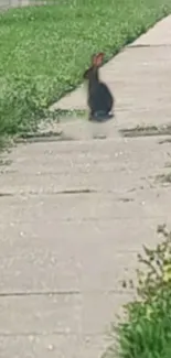 A rabbit sits on a city sidewalk next to lush green grass.