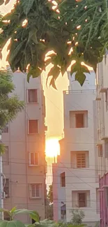 Sunset framed between tall city buildings with dark green leaves.