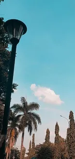 Urban street with palms and sky blue background.