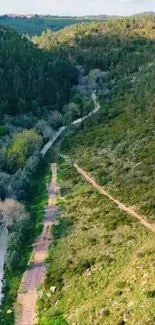 Aerial view of a serene green forest pathway.