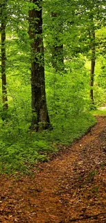 Serene forest path among lush green trees in a tranquil setting.