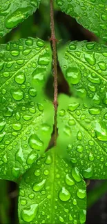 Close-up of green leaves with water droplets, showcasing lush nature.