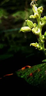 Lush green plant stems on a dark background, showcasing detailed texture.