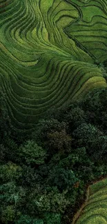 Lush green terraced fields with trees, perfect for a tranquil wallpaper.