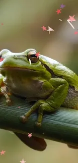 Vertebrate Organism Frog Live Wallpaper