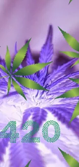 Vibrant 420 wallpaper with purple backdrop and green cannabis leaves.