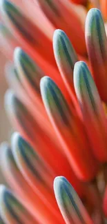 Close-up of vibrant abstract flower with orange petals on a mobile wallpaper.