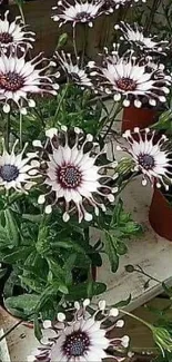 Elegant African daisies with purple petals in a garden setting for mobile wallpaper.