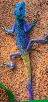 Vibrant agama lizard on textured wall