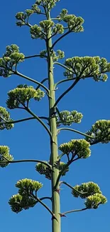 Agave plant against a vivid blue sky, perfect nature wallpaper.