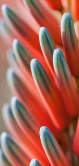 Abstract close-up of aloe flowers with vibrant orange hues.