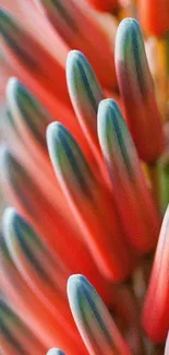 Close-up of vibrant aloe vera in orange and blue hues.