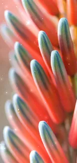 Close-up of vibrant aloe plant with red and green colors.