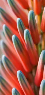 Close-up of vibrant aloe vera bloom with red and green hues.