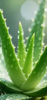 Close-up of a vibrant aloe vera plant with dewdrops.