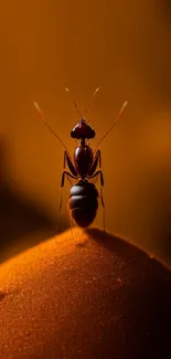 Ant on an orange textured surface, perfect for wallpaper.