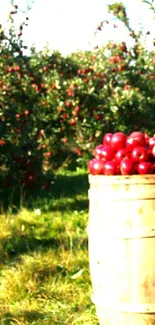 Barrels of red apples in a lush orchard with green grass.