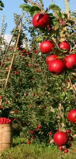 Vibrant orchard with red apples hanging from tree branches.