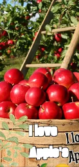 Wooden barrels filled with red apples in a sunny orchard.