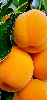 Vibrant apricots hanging on a branch with lush green leaves.