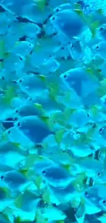 Vibrant school of blue and yellow fish swimming elegantly in a marine setting.