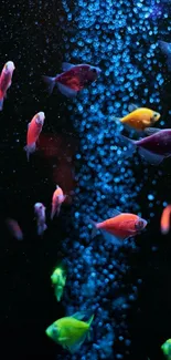 Colorful fish swim with bubbles in a dark aquarium.