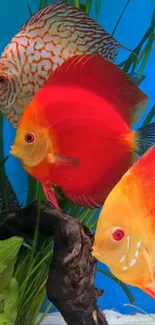 Vibrant discus fish swimming in a colorful aquarium setup.