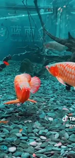 Vibrant fish swimming in a turquoise aquarium.