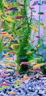 Colorful aquarium fish swimming in a vibrant aquatic scene with greenery and pebbles.