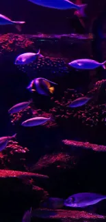 Dark purple aquarium with vibrant fish swimming.