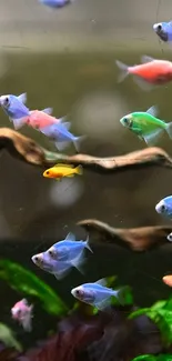 Colorful aquarium fish swim in a tranquil aquatic scene.