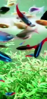 Colorful tropical fish swimming in vibrant green aquarium plants.